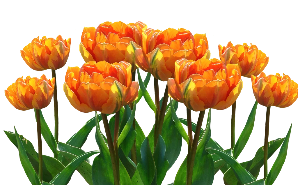 Orange Tulip Petals Green warm Leaves