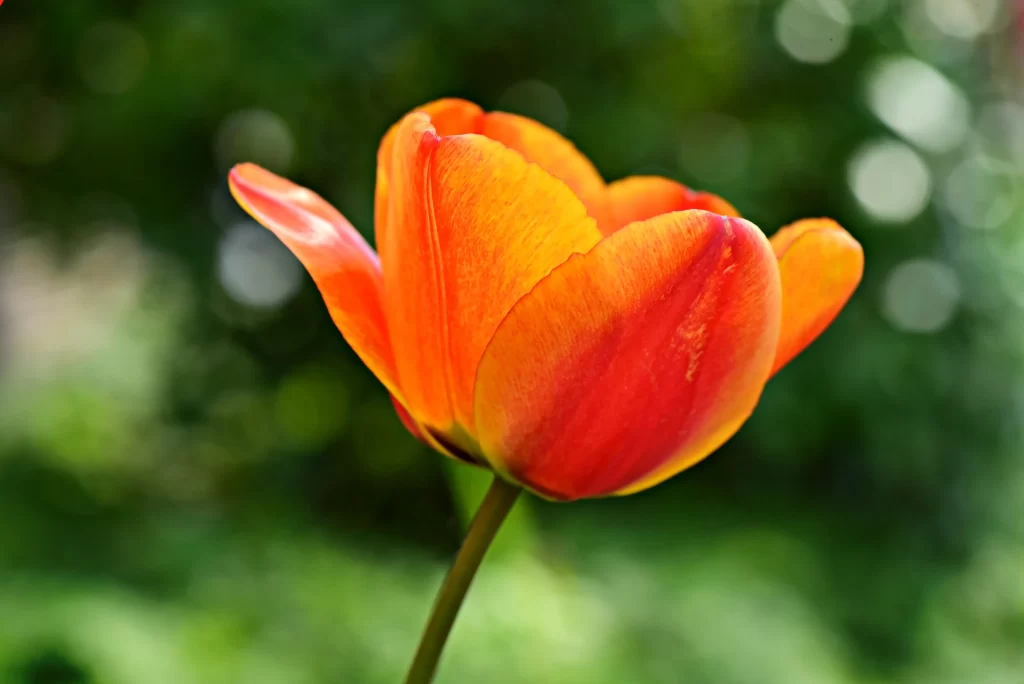 Orange Tulip Petals Stem Greenery