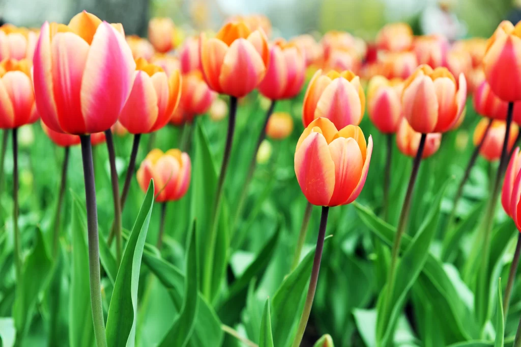 Orange Tulip Petals Stems Green Leaves