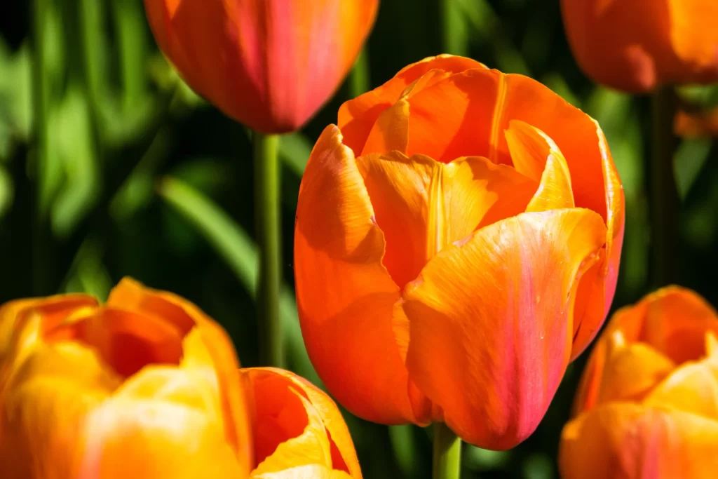 Orange Tulip Petals Sunlight Vibrant Greenery