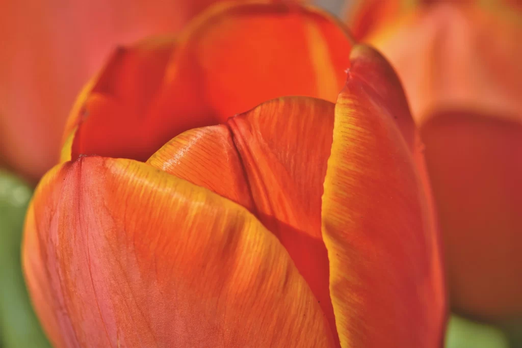Orange Tulip Petals Texture Sunlight