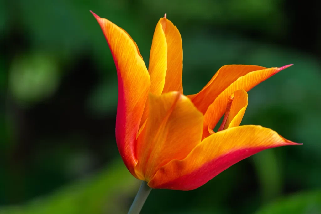 Orange Tulip Petals Vibrant Green Background