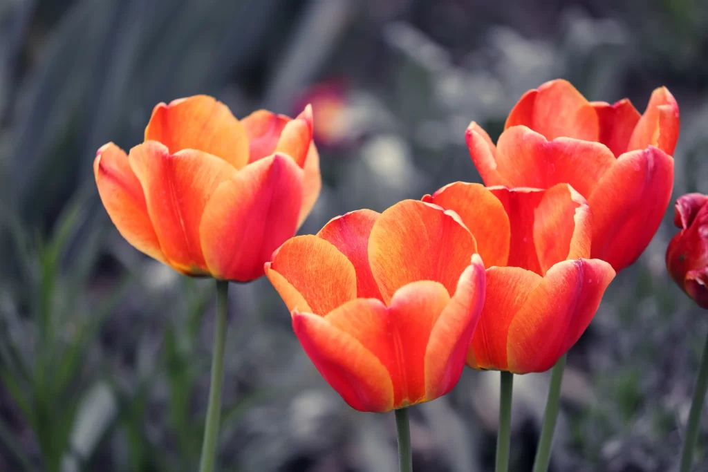 Orange Tulip Petals Vibrant Colorful Garden