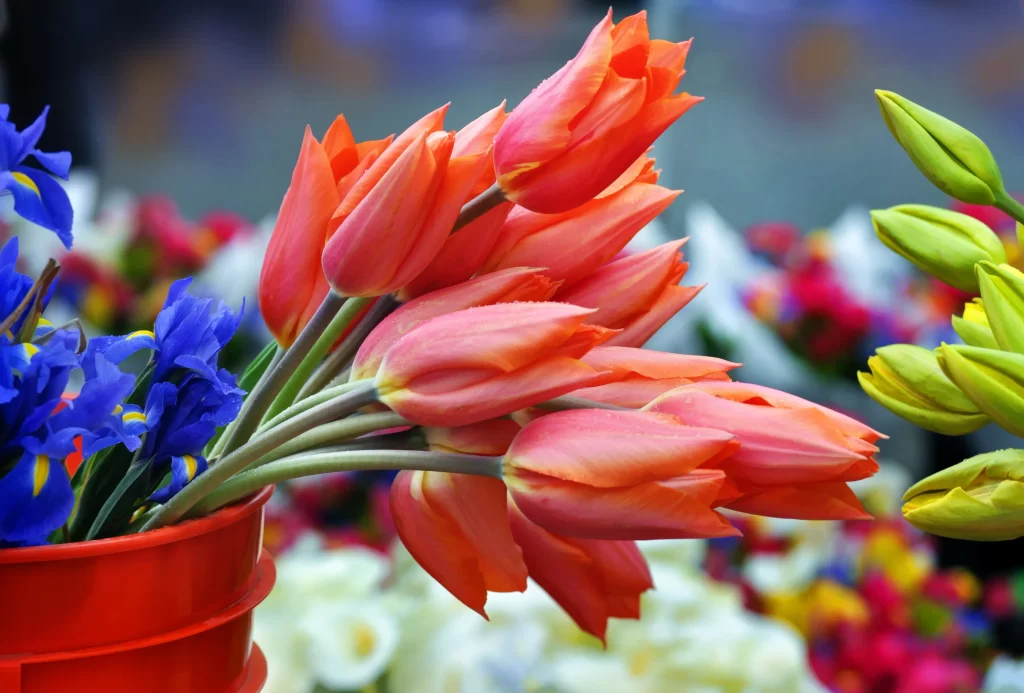 Orange Tulip Petals Vibrant Colorful Blooms