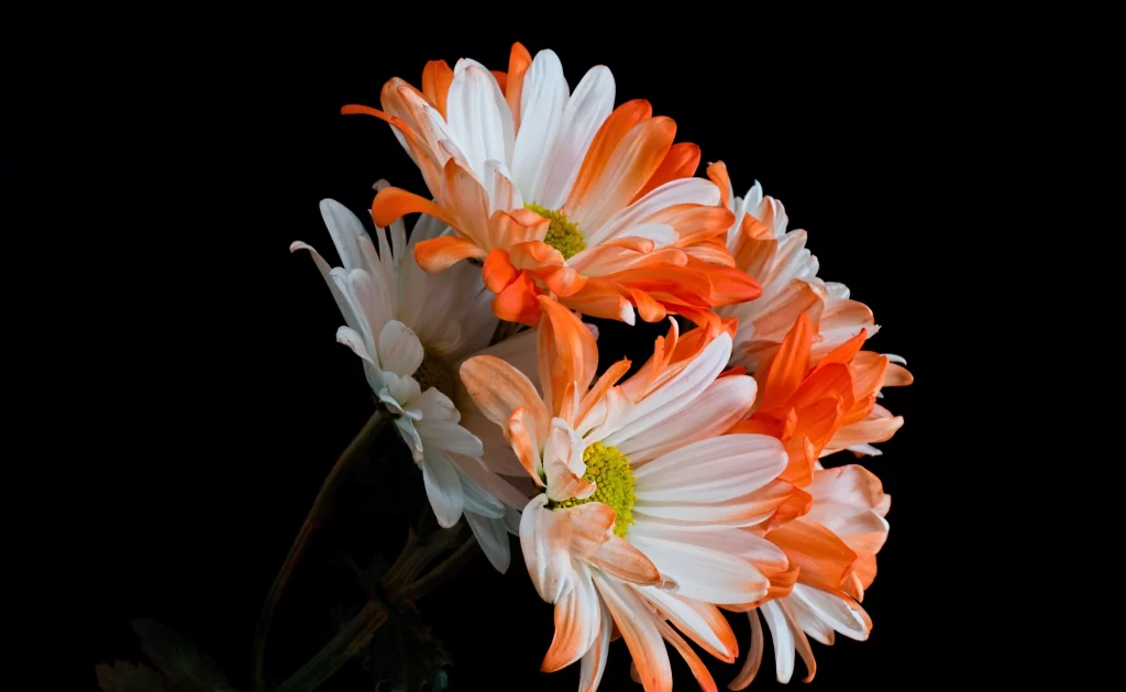 Orange White Chrysanthemum Petals Yellow Center