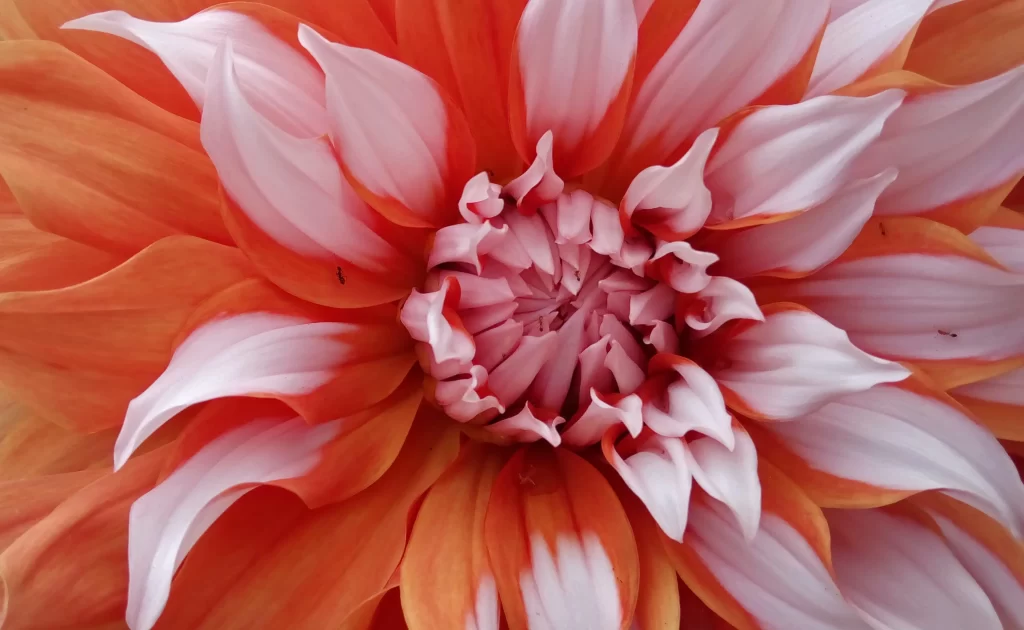 Orange White Dahlia Petals Center