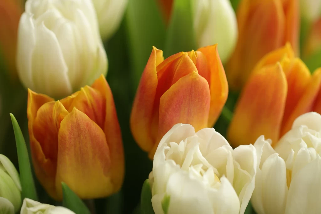Orange White Tulip Petals Blooming