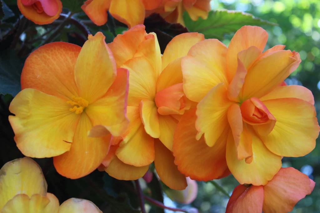 Orange Yellow Blossom Petals Sunlit