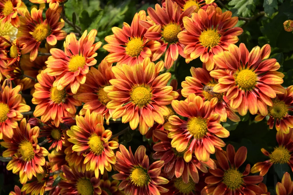 Orange Yellow Chrysanthemum Petals Dense warm Blooms