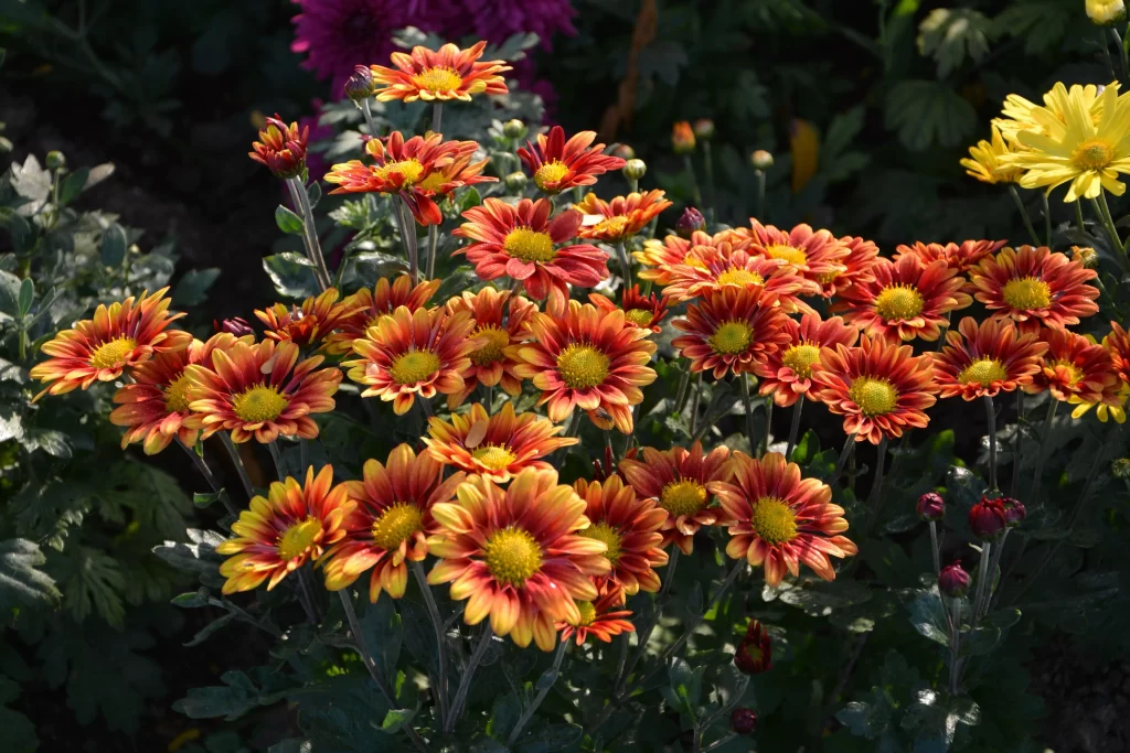 Orange Yellow Chrysanthemum Petals Sunlight