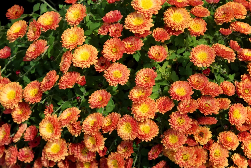 Orange Yellow Chrysanthemum Petals Dense warm Blooms