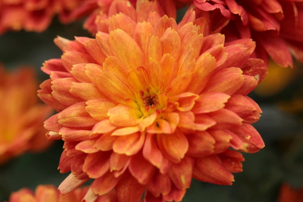 Orange Yellow Chrysanthemum Petals Dense Texture