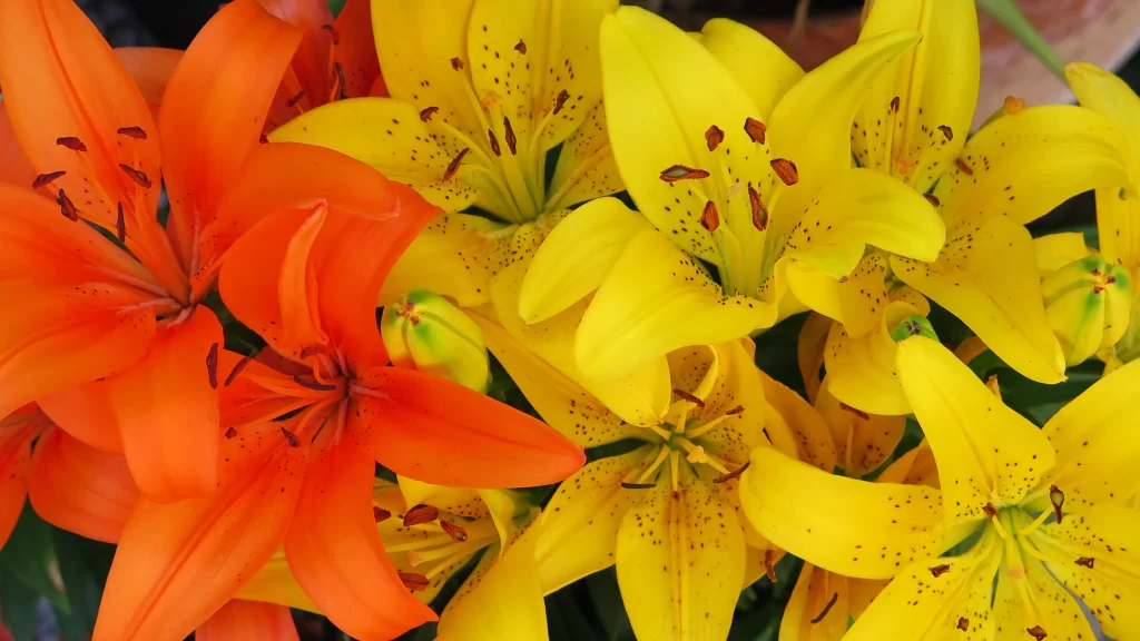 Orange Yellow Lily Trumpet Shaped Blooms Close Up