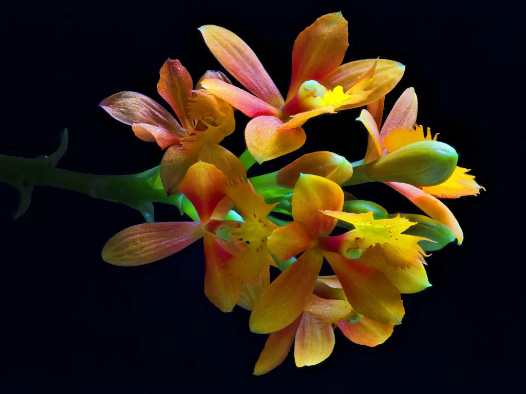 Orange Yellow Orchid Petals Vibrant Colorful