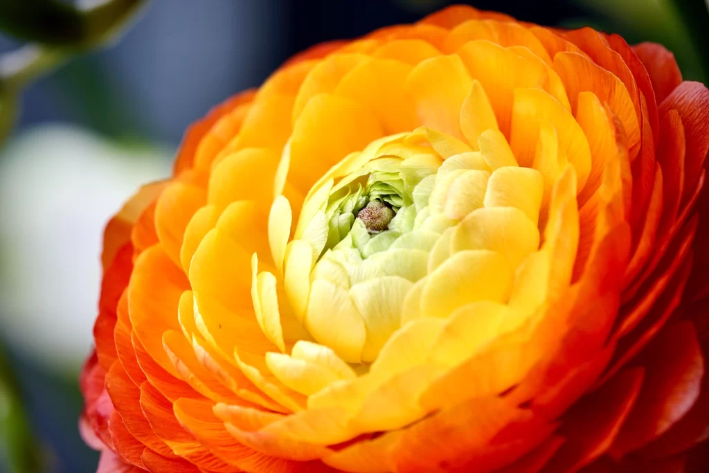 Orange Yellow Petals Layered Spiral Center