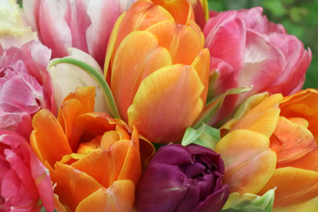 Orange Yellow Pink Purple Tulip Petals