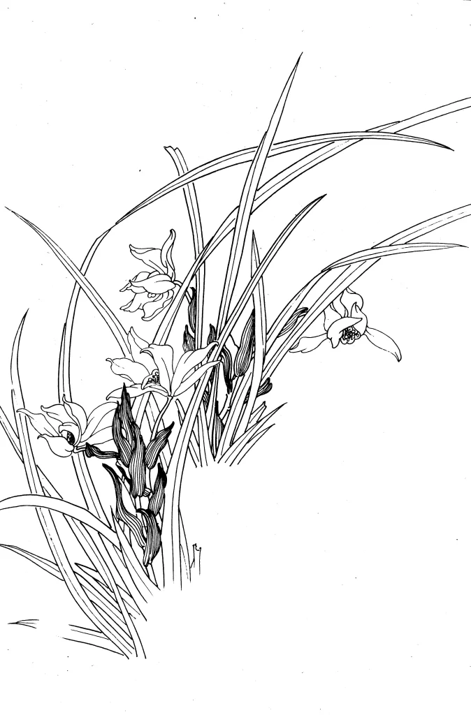 Orchid Chinese Line Drawing Botanical Art