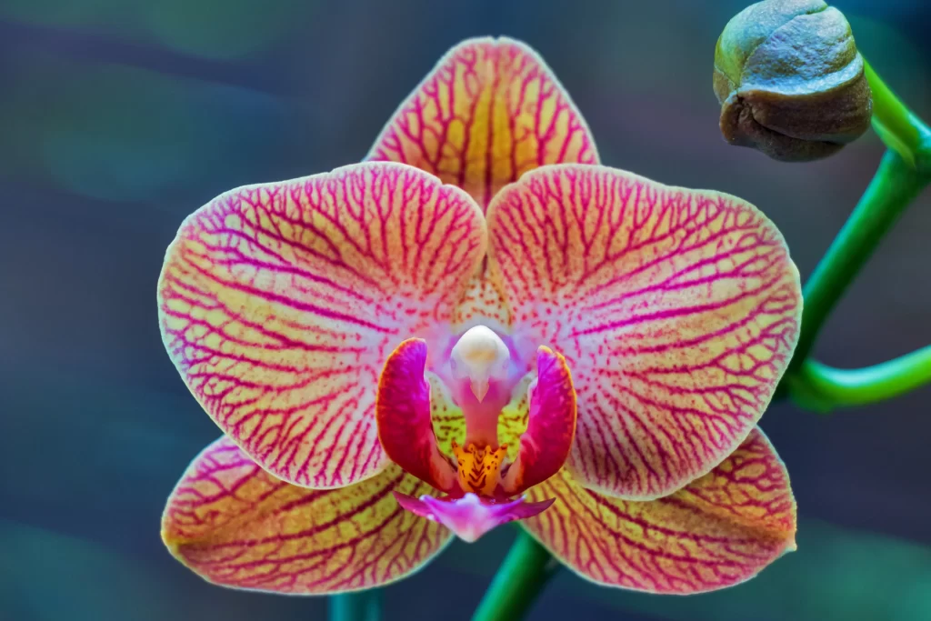 Orchid Pink Yellow Stripes Petals Center
