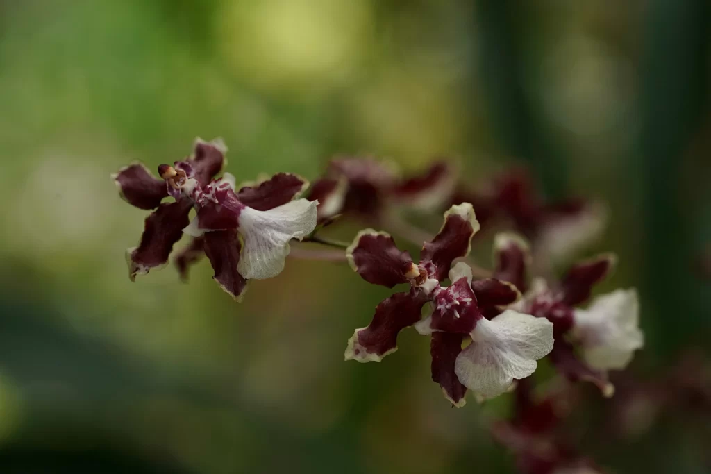Orchid Purple White Petals Blooming Nature