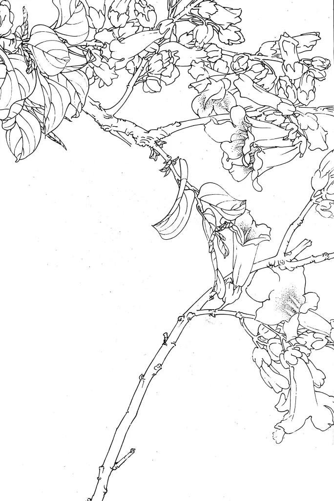 Paulownia Chinese Line Drawing Botanical Art