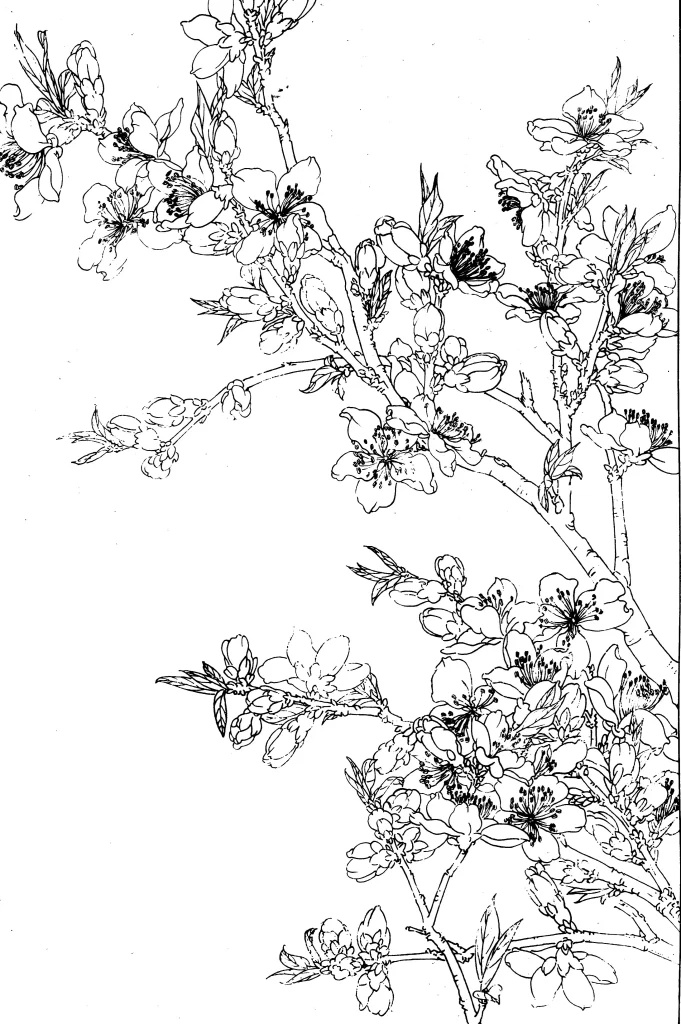 Peach Blossom Chinese Line Drawing Botanical Art