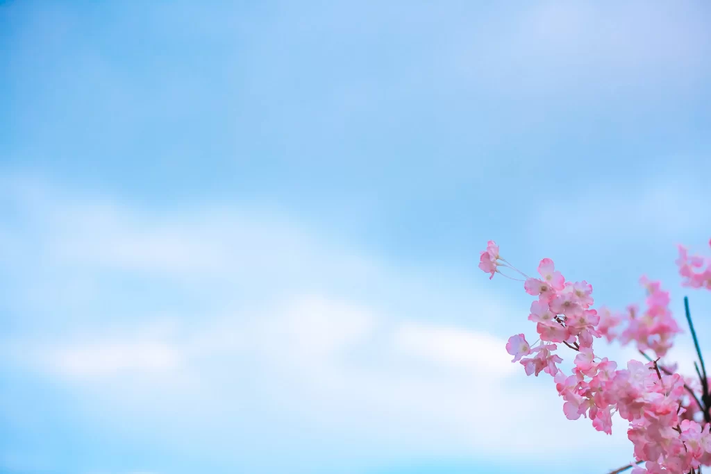 Peach Blossom Pink Blue Sky