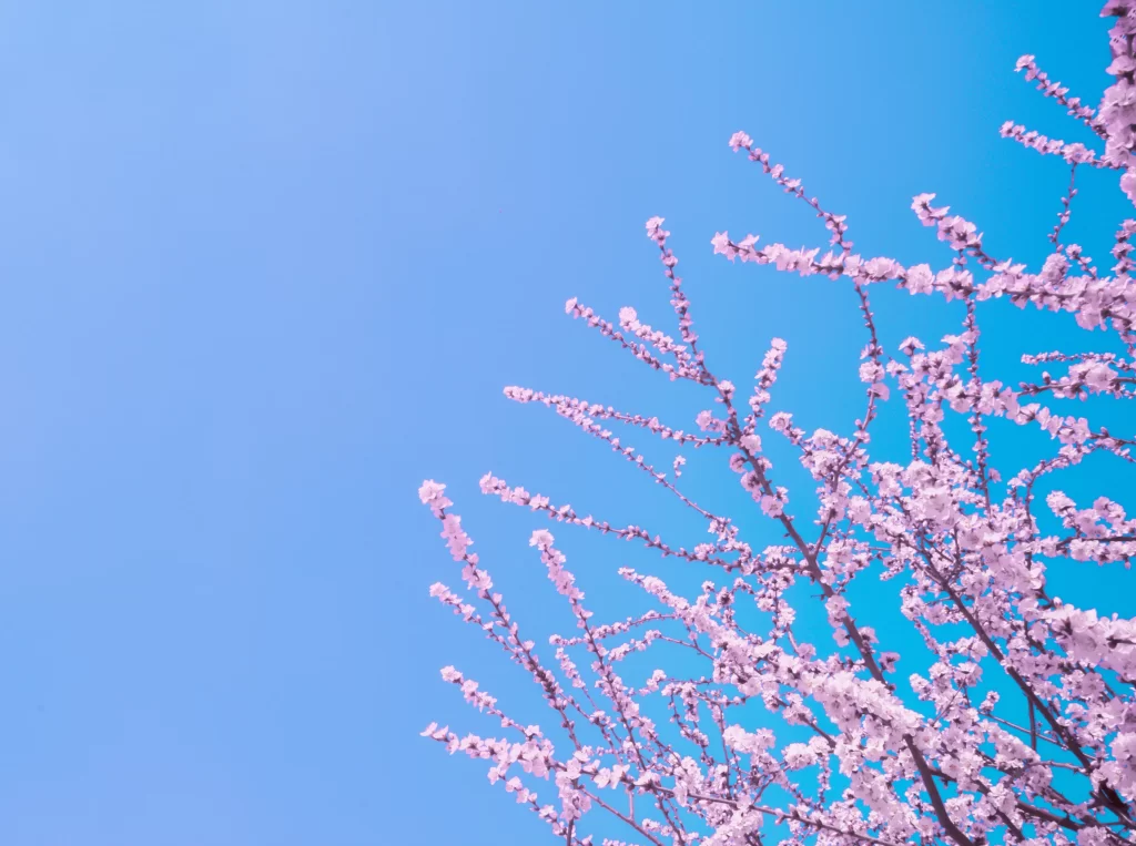 Peach Blossom Pink Blue Sky Spring