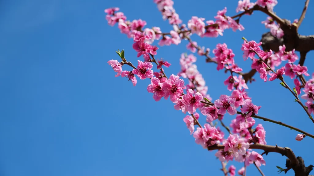 Peach Blossom Pink Blue Sky Spring Branch