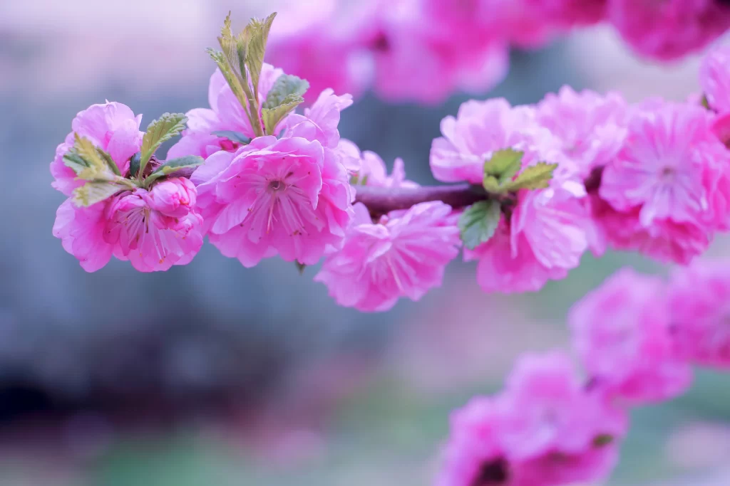 Peach Blossom Pink Green Spring cool Branch