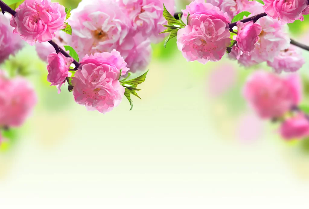 Peach Blossom Pink Green Spring gray Branch
