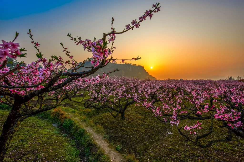 Peach Blossom Pink Green Yellow Sunset Landscape