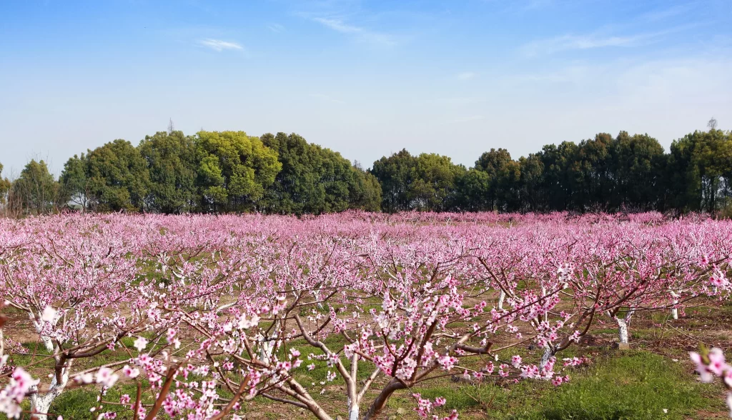 Peach Blossom Pink Green Blue gray Sky
