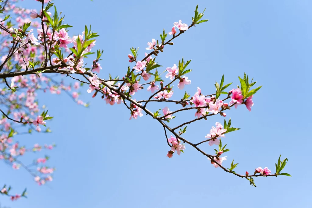 Peach Blossom Pink Green Blue cool Sky
