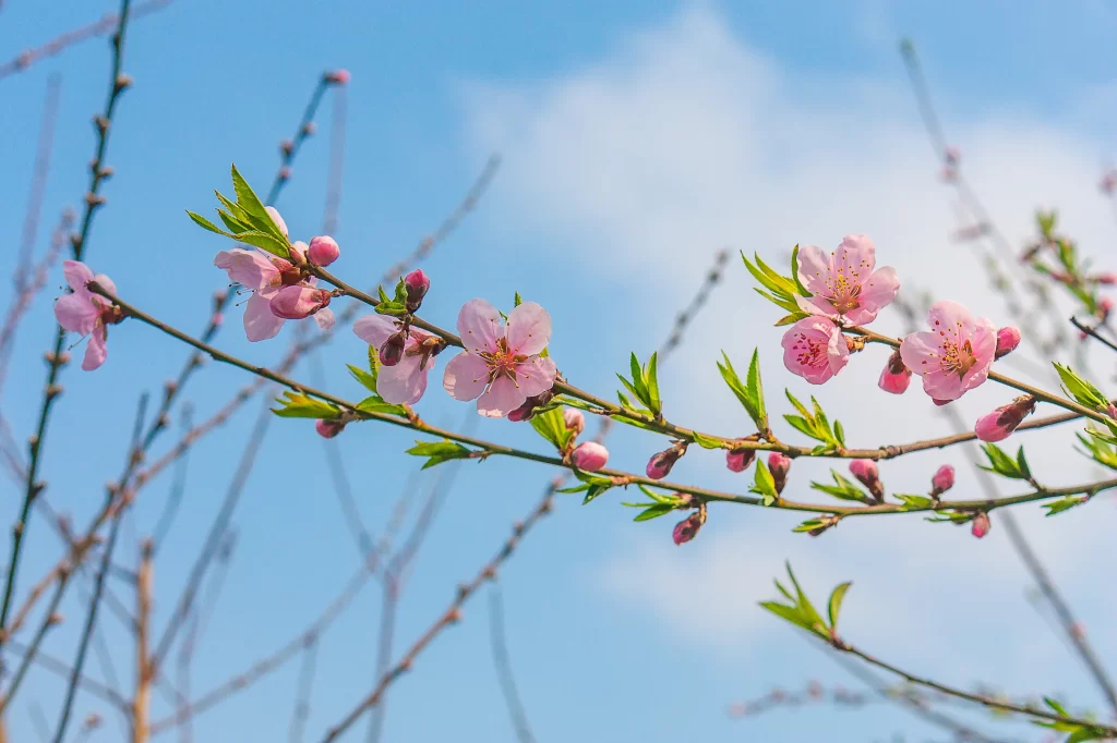 Peach Blossom Pink Green Blue gray Sky