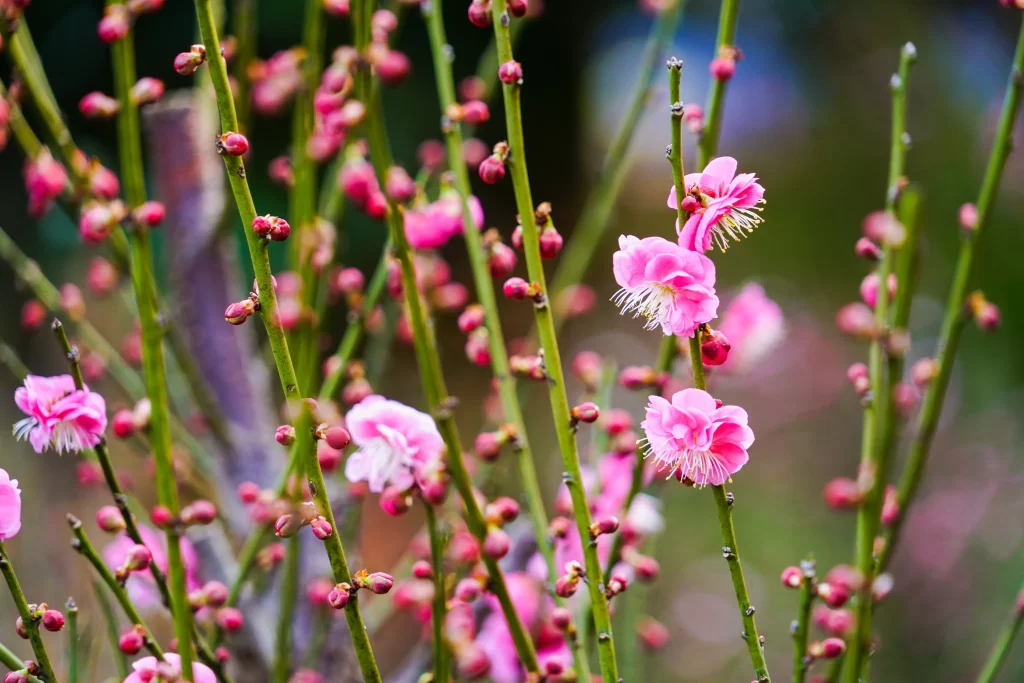 Peach Blossom Pink Green Bud Bloom Nature