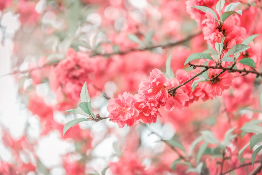 Peach Blossom Pink Green Spring warm Branch