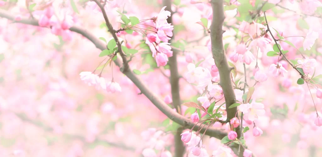 Peach Blossom Pink Green Spring white Branch