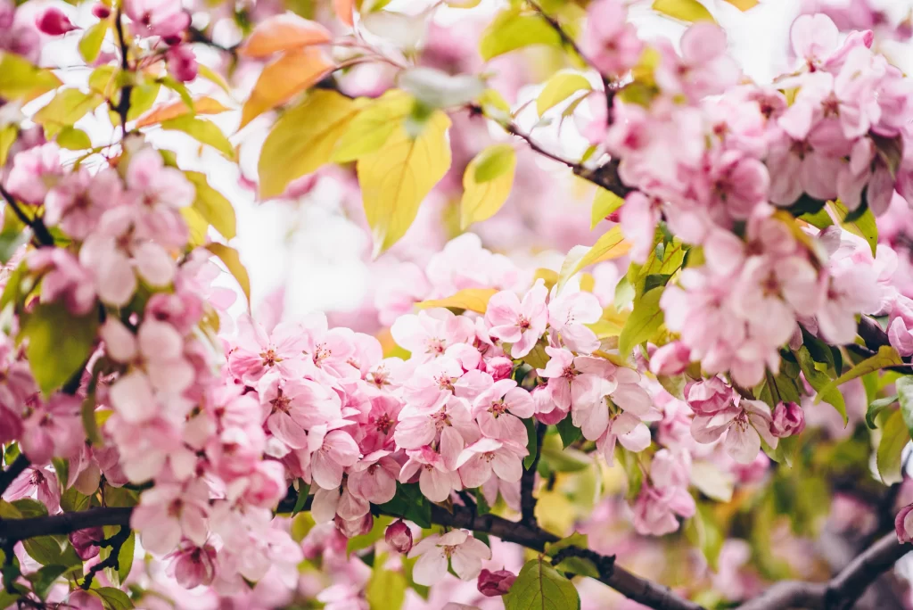 Peach Blossom Pink Green Spring warm Branch