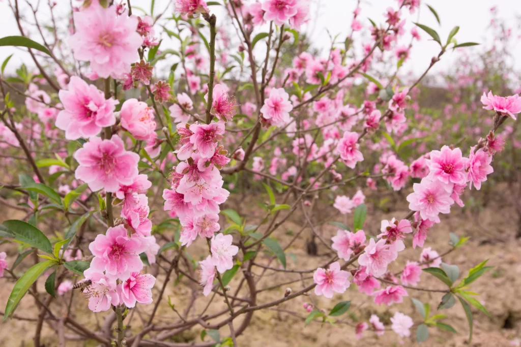 Peach Blossom Pink Green Spring warm Branch