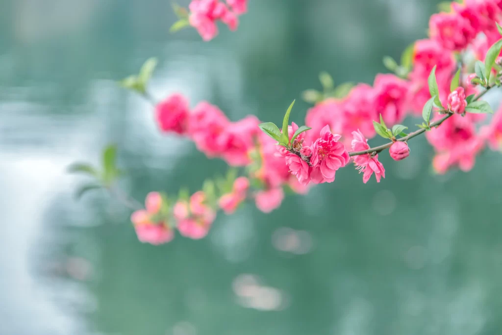 Peach Blossom Pink Green Spring gray Branch