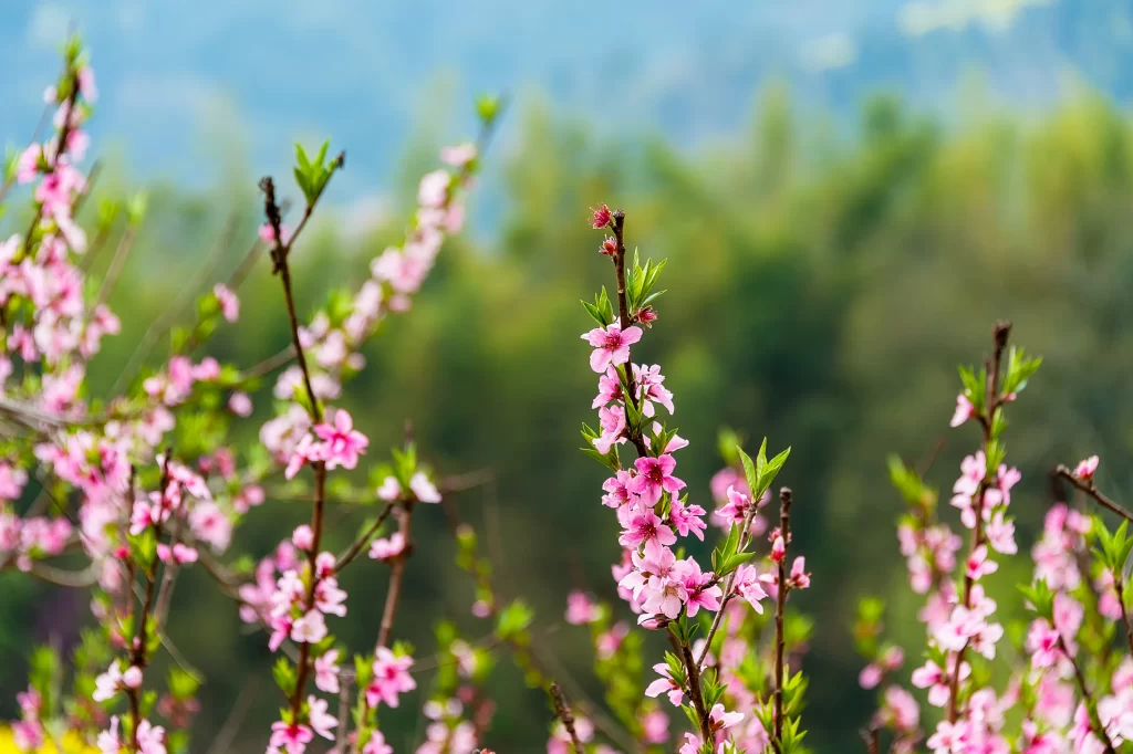 Peach Blossom Pink Green Spring gray Branch