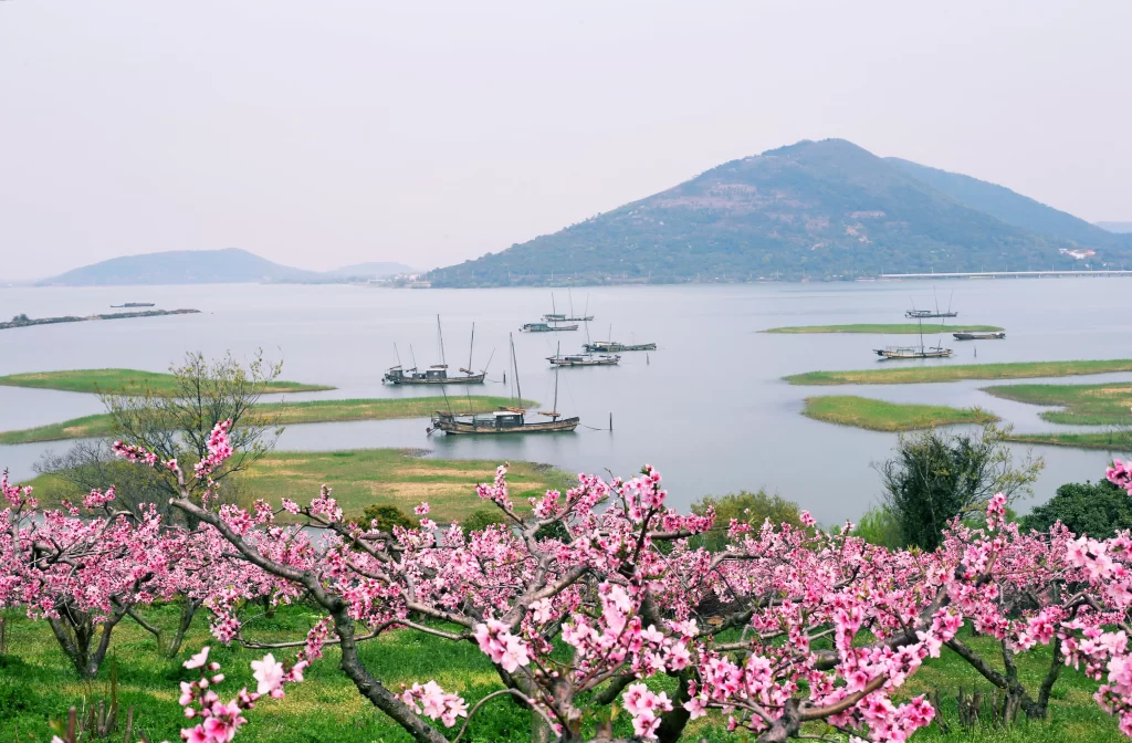 Peach Blossom Pink Green Lake Boats