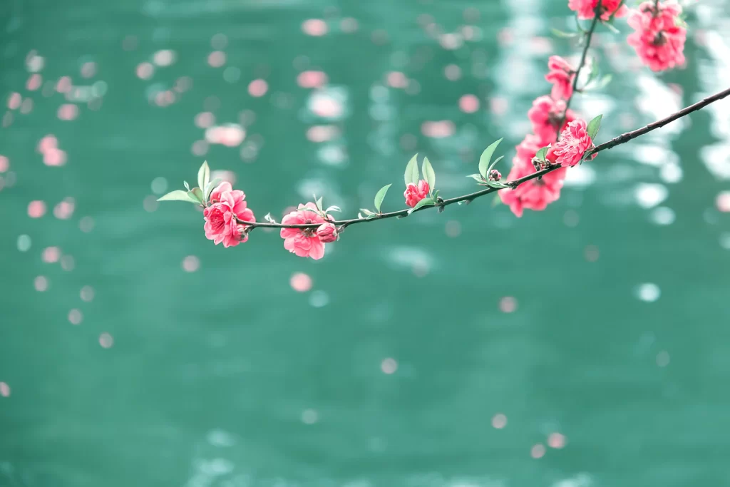 Peach Blossom Pink Green Spring cool Branch