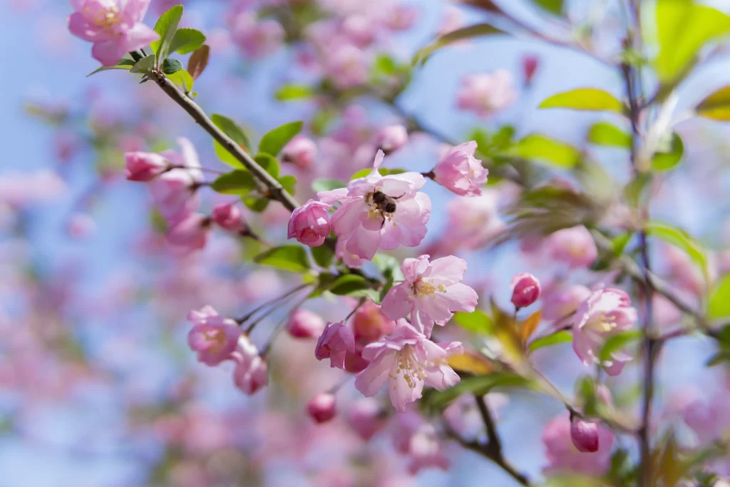 Peach Blossom Pink Green Blue gray Sky