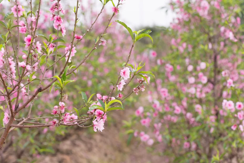 Peach Blossom Pink Green Spring gray Branch