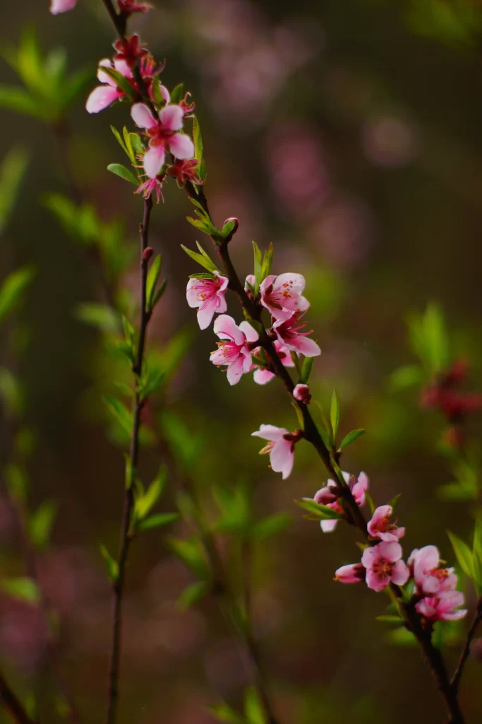 Peach Blossom Pink Green Spring gray Branch