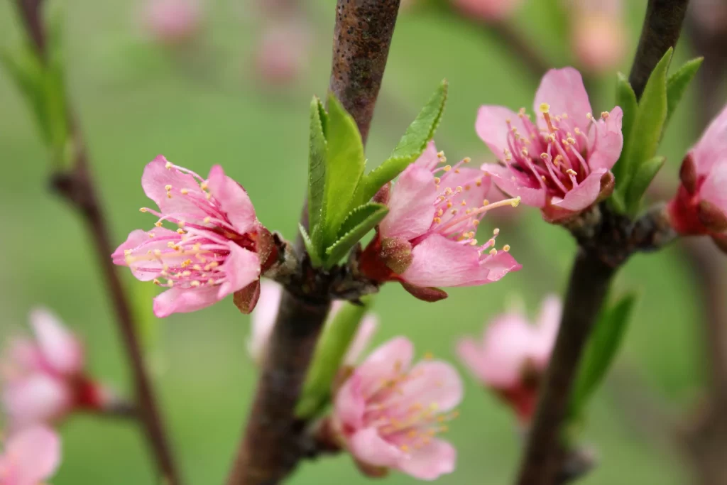 Peach Blossom Pink Green Petal Spring Branch