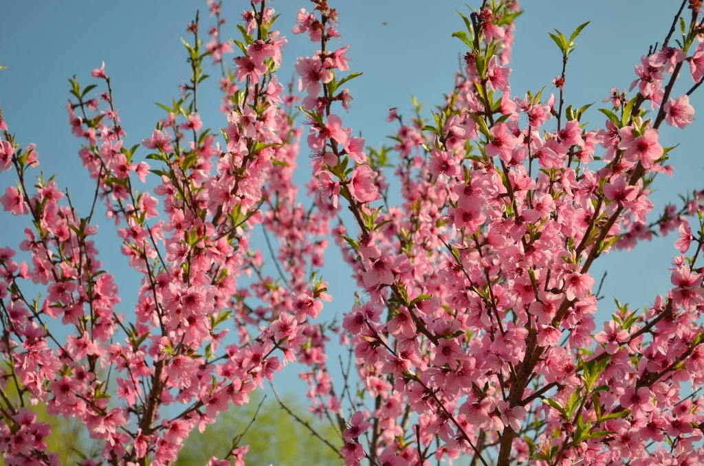 Peach Blossom Pink Green Blue gray Sky