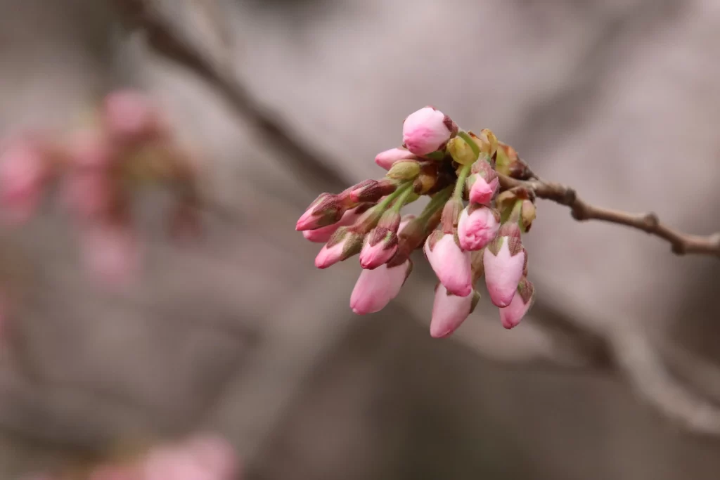 Peach Blossom Pink Green Bud Branch