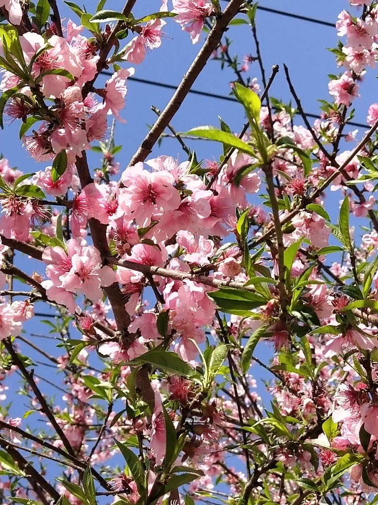 Peach Blossom Pink Green Blue Sky Branch